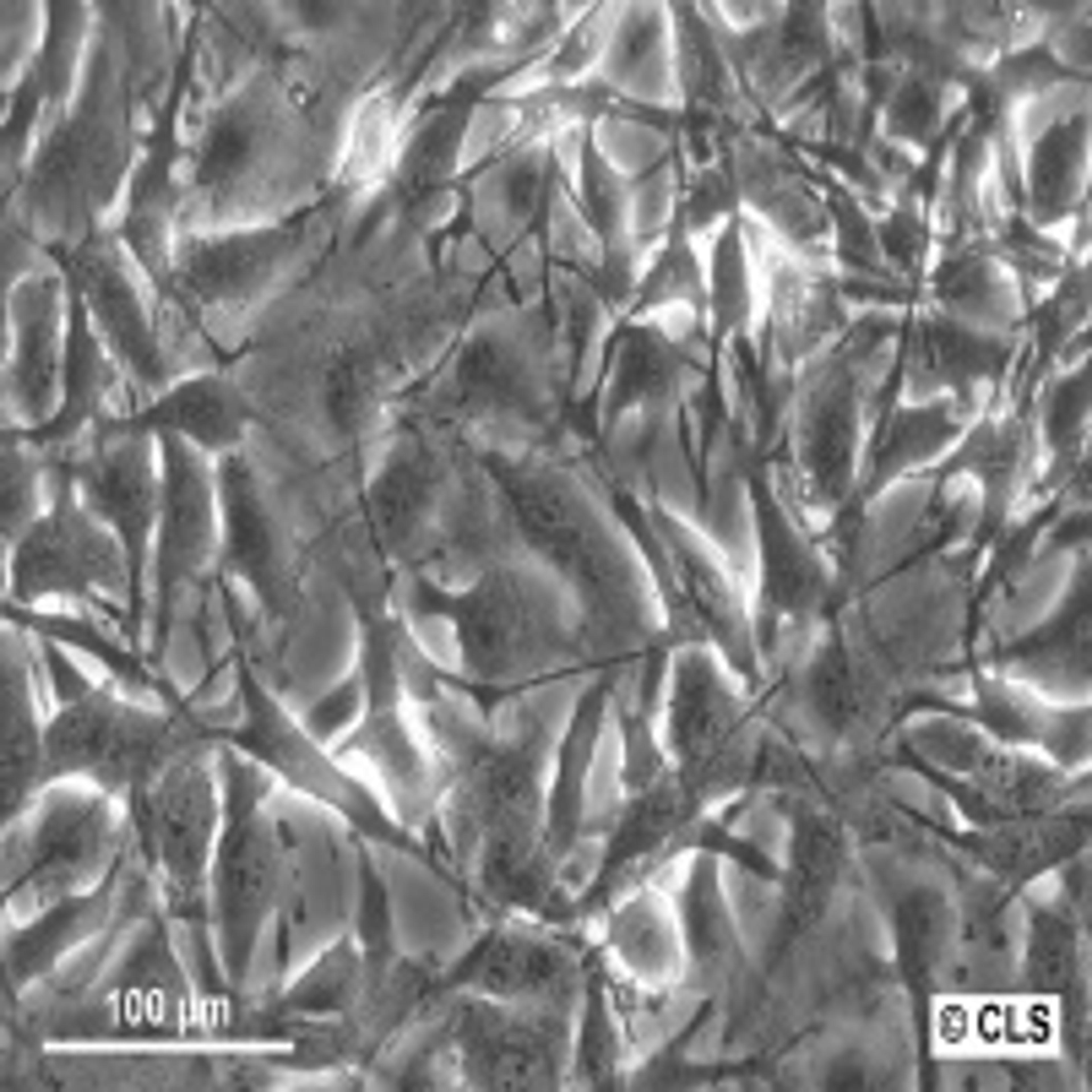 A172 - Cell Lines Service GmbH - Life Sciences