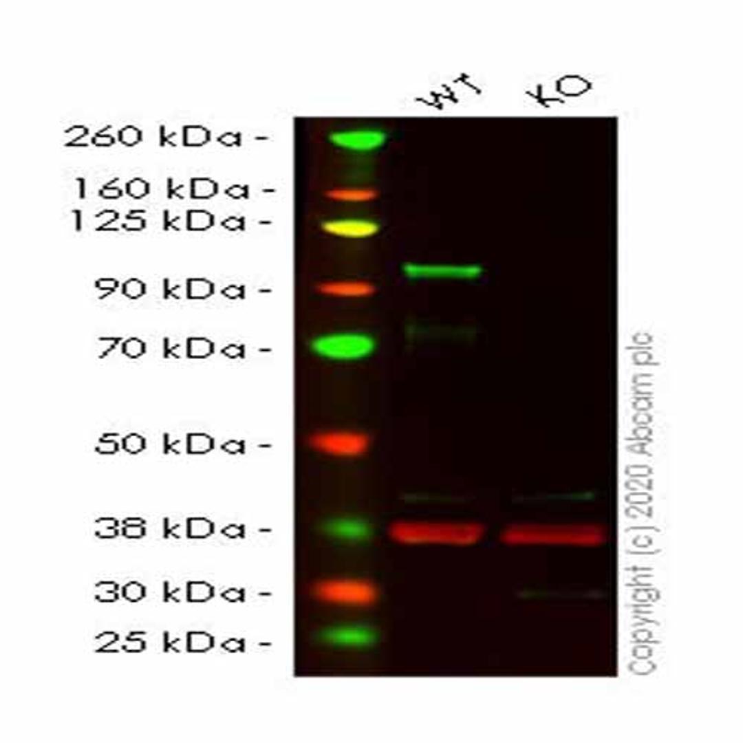 Human SP1 knockout HeLa cell line - Abcam plc - Life Sciences