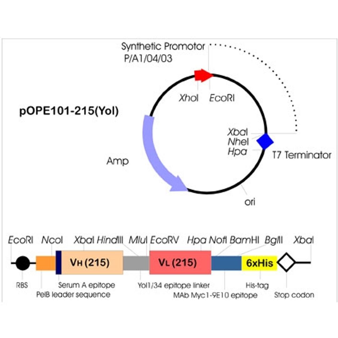 pOPE 101 Expression Vector - PROGEN - Life Sciences