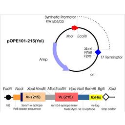 pOPE 101 Expression Vector - PROGEN - Life Sciences