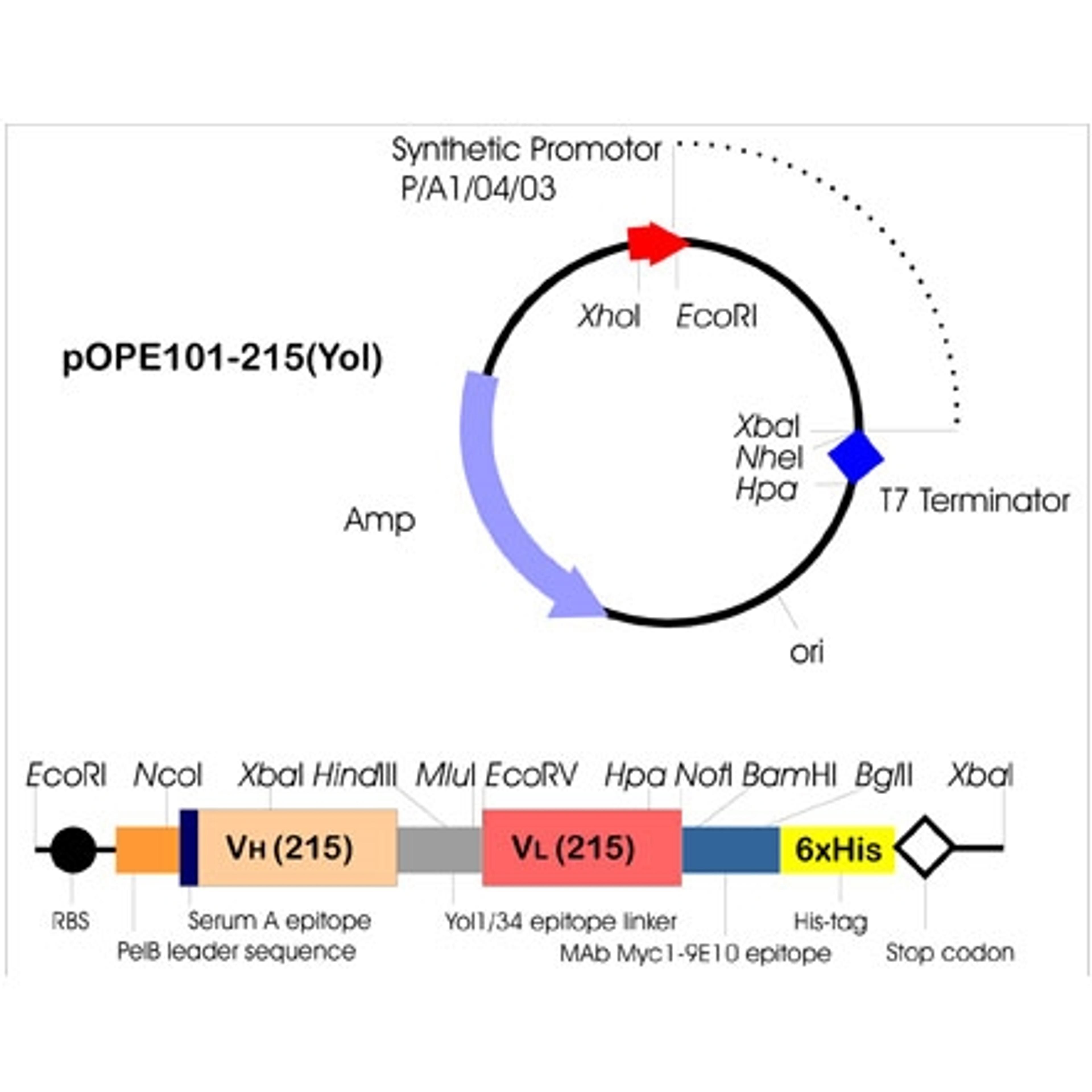 pOPE 101 Expression Vector - PROGEN - Life Sciences