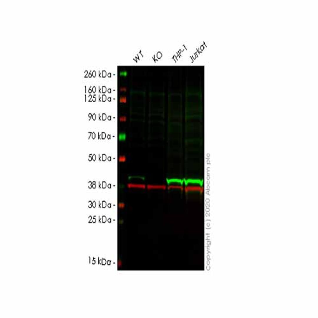 Human HLA-E (HLA E) knockout A549 cell line - Abcam plc - Life Sciences