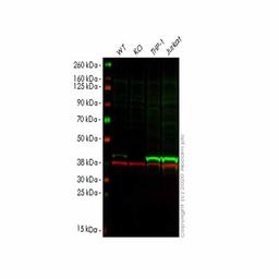 Human HLA-E (HLA E) knockout A549 cell line - Abcam plc - Life Sciences