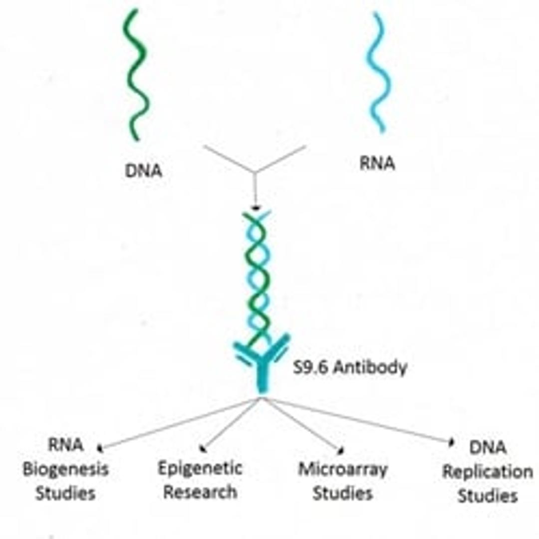 Anti-DNA-RNA Hybrid Antibody - Kerafast - Life Sciences