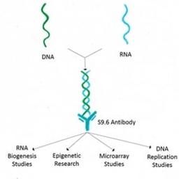 Anti-DNA-RNA Hybrid Antibody - Kerafast - Life Sciences