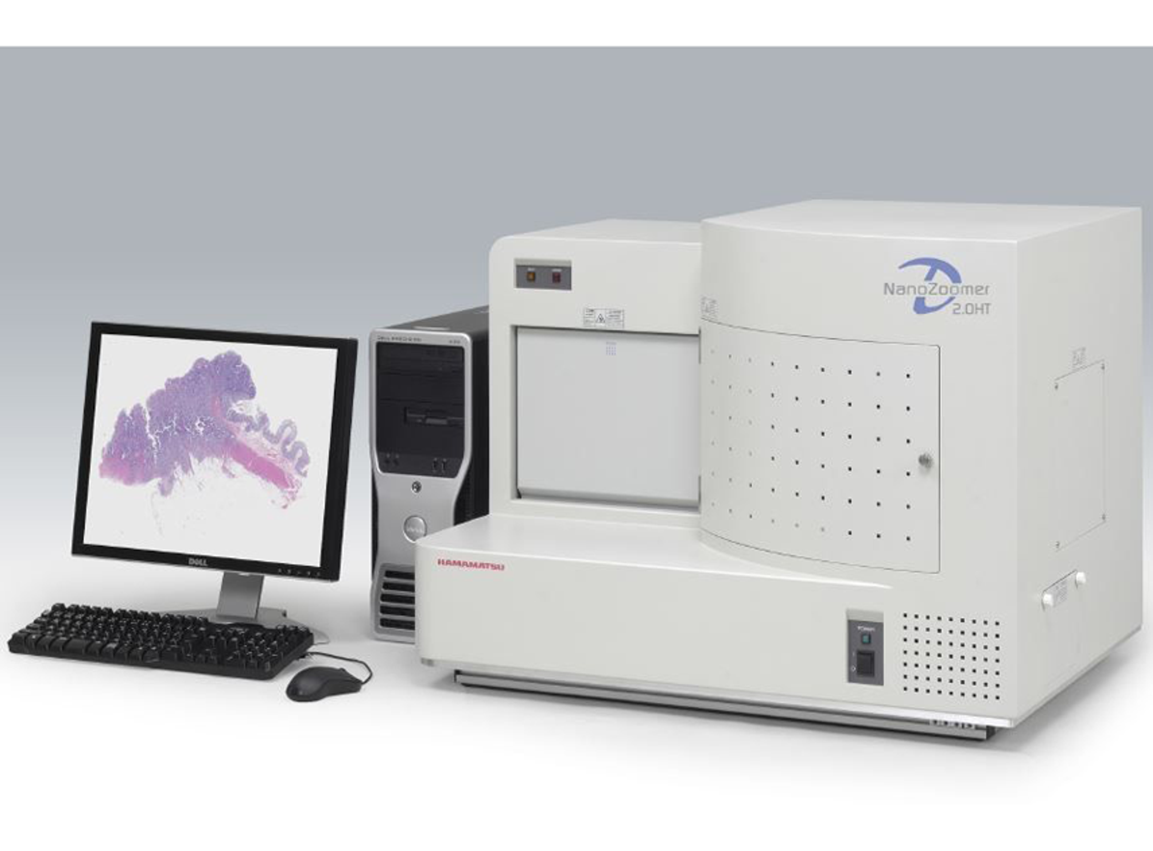 Digital Pathology Services - The Niche CRO Group - Life Sciences