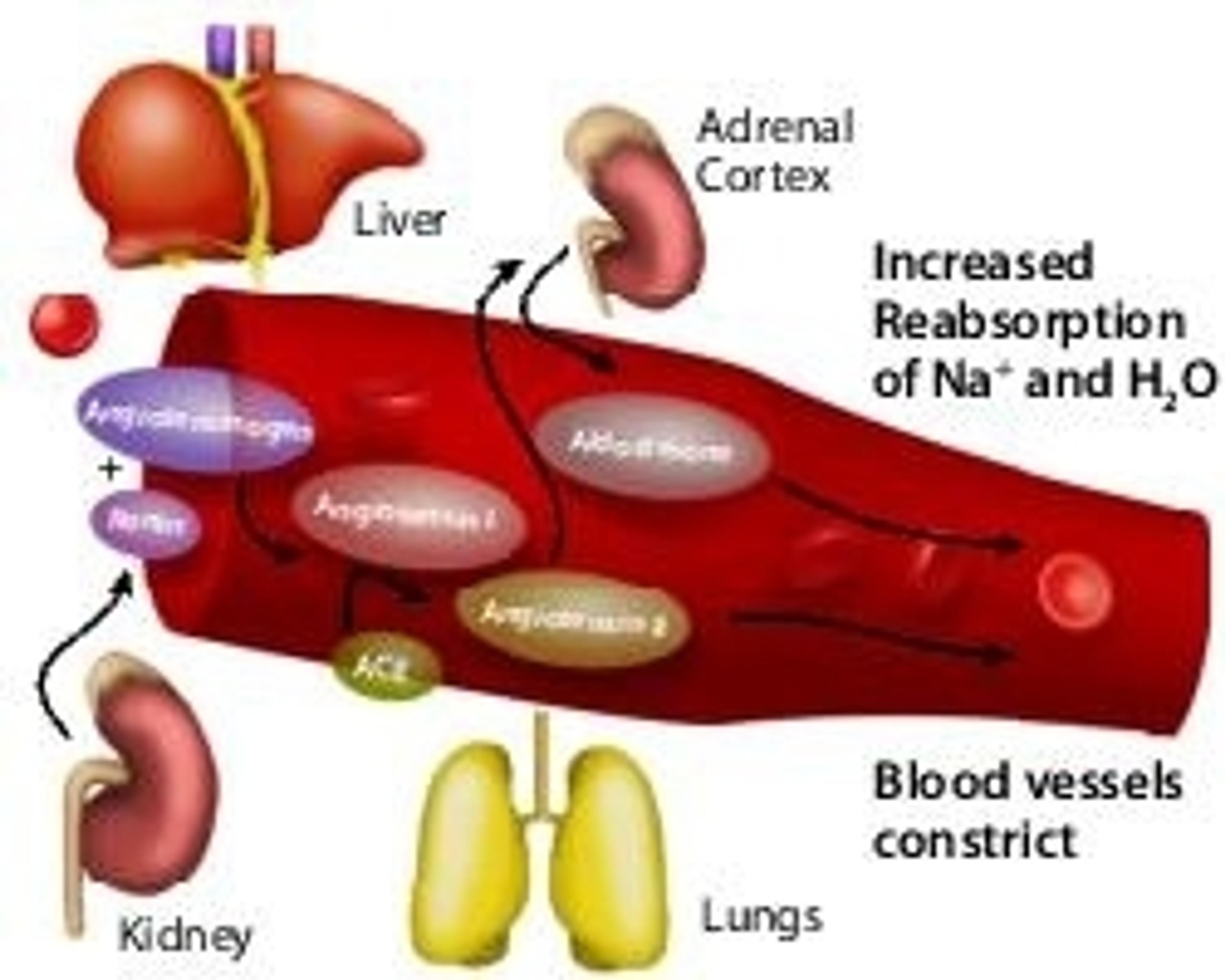 Angiotensin Converting Enzyme from rabbit lung - Merck KGaA, Darmstadt, Germany - Life Sciences