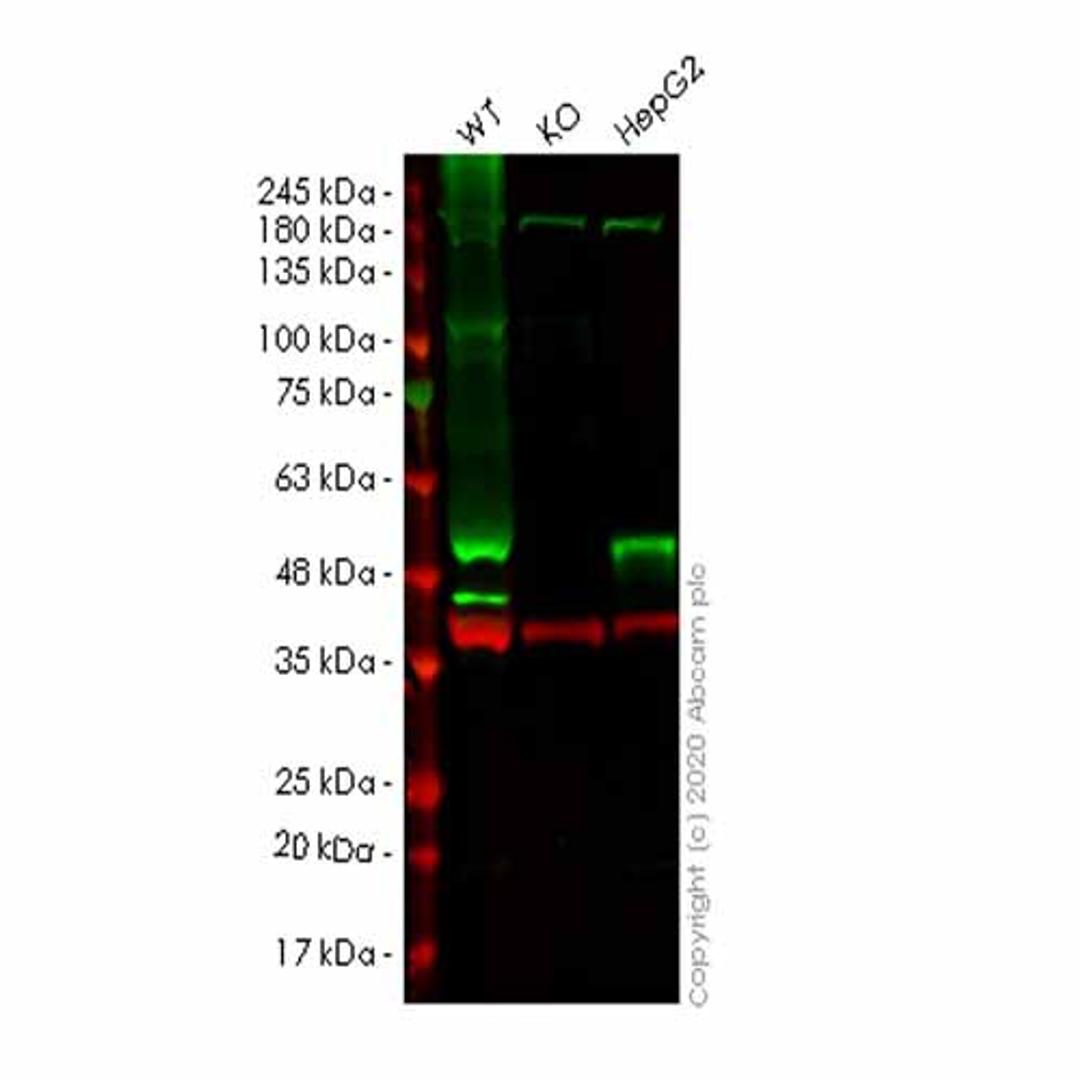 Human WDR4 knockout HeLa cell line - Abcam plc - Life Sciences