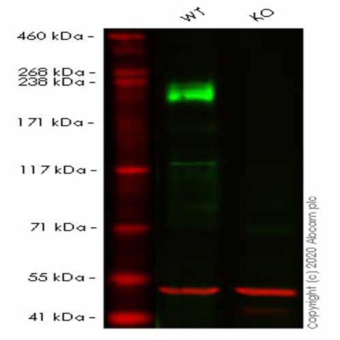 Human LAMB1 (Laminin beta 1) knockout HeLa cell line - Abcam plc - Life Sciences
