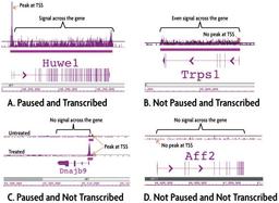 Pol II ChIP-Seq Service - Active Motif