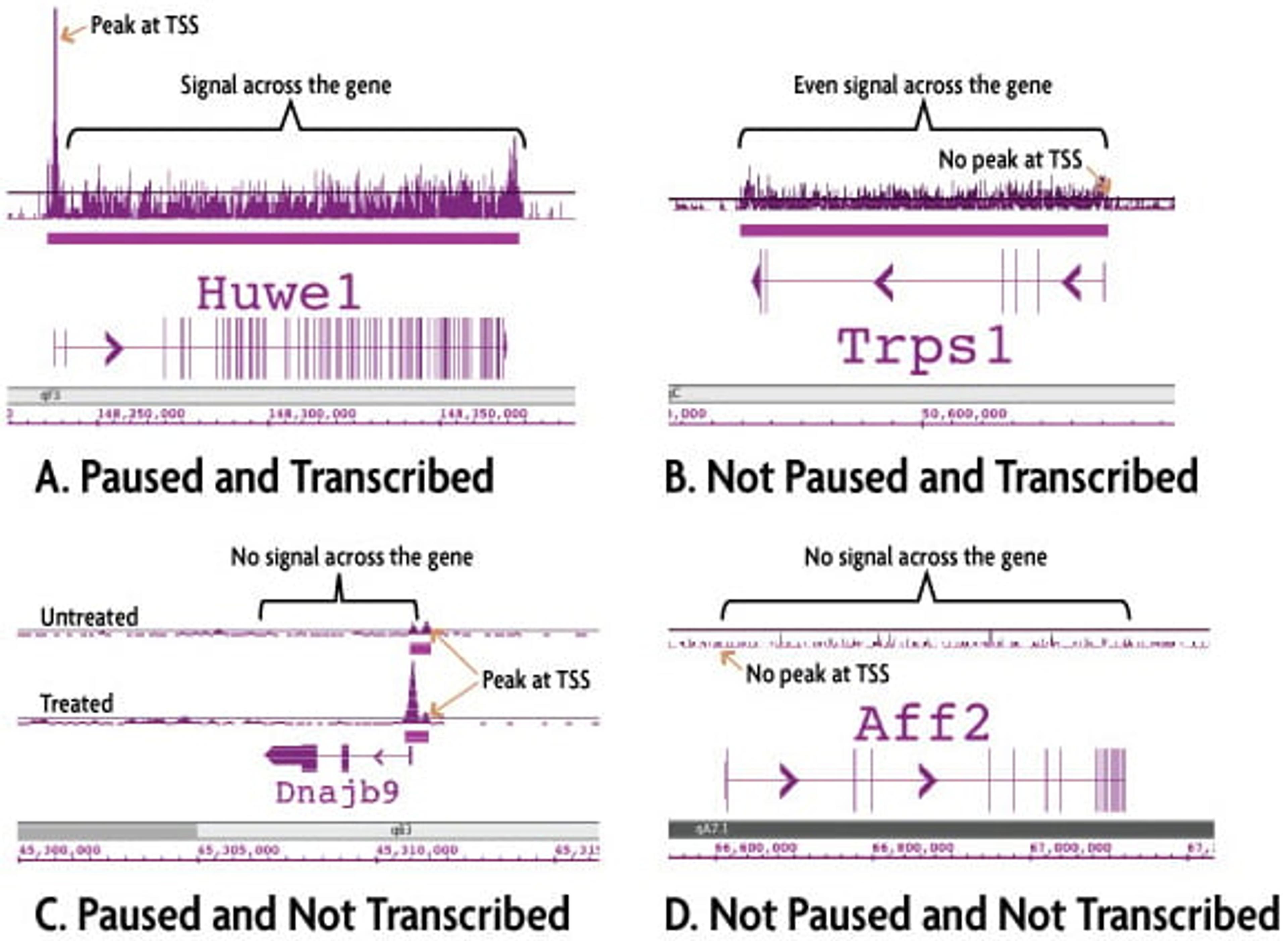 Pol II ChIP-Seq Service - Active Motif