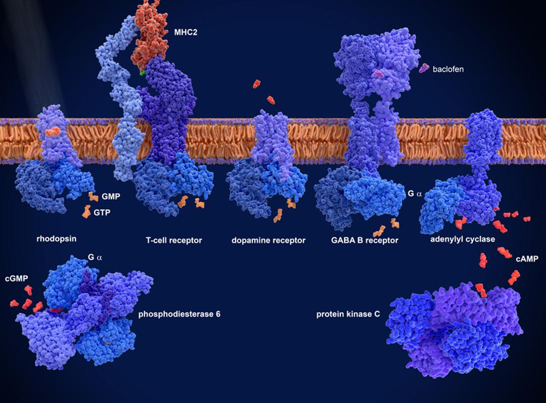 GPCRs Proteins