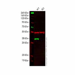 Human PTGR1 knockout HeLa cell line - Abcam plc - Life Sciences