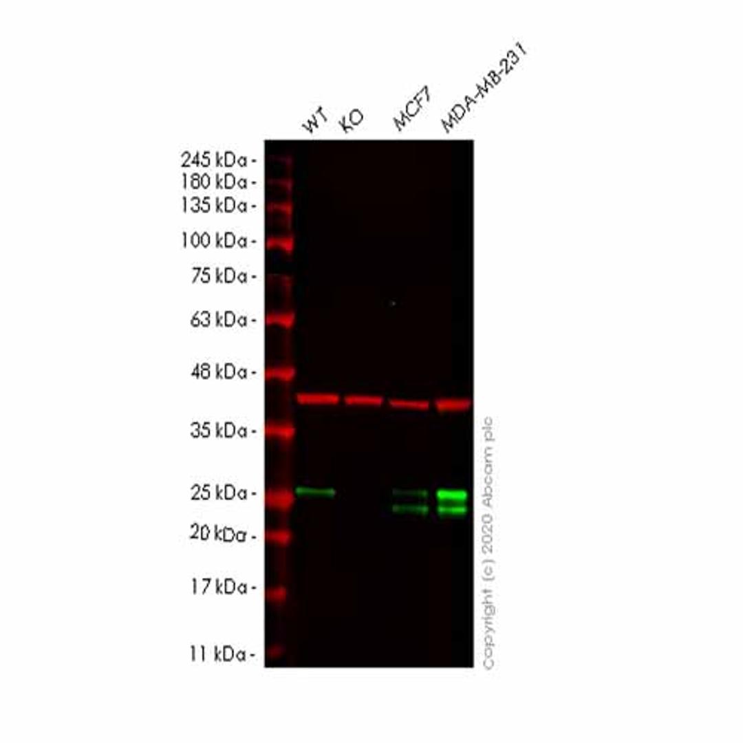 Human RAB9A (Rab9) knockout HeLa cell line - Abcam plc - Life Sciences