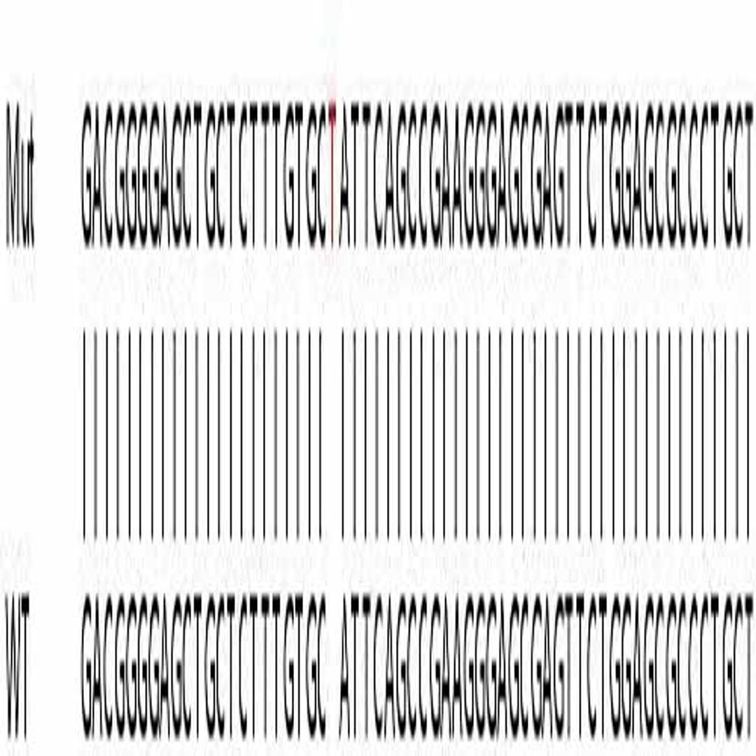 Human CAPN2 (Calpain 2) knockout HEK293T cell line - Abcam plc - Life Sciences