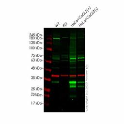 Human DDIT4 (REDD-1) knockout HeLa cell line - Abcam plc - Life Sciences
