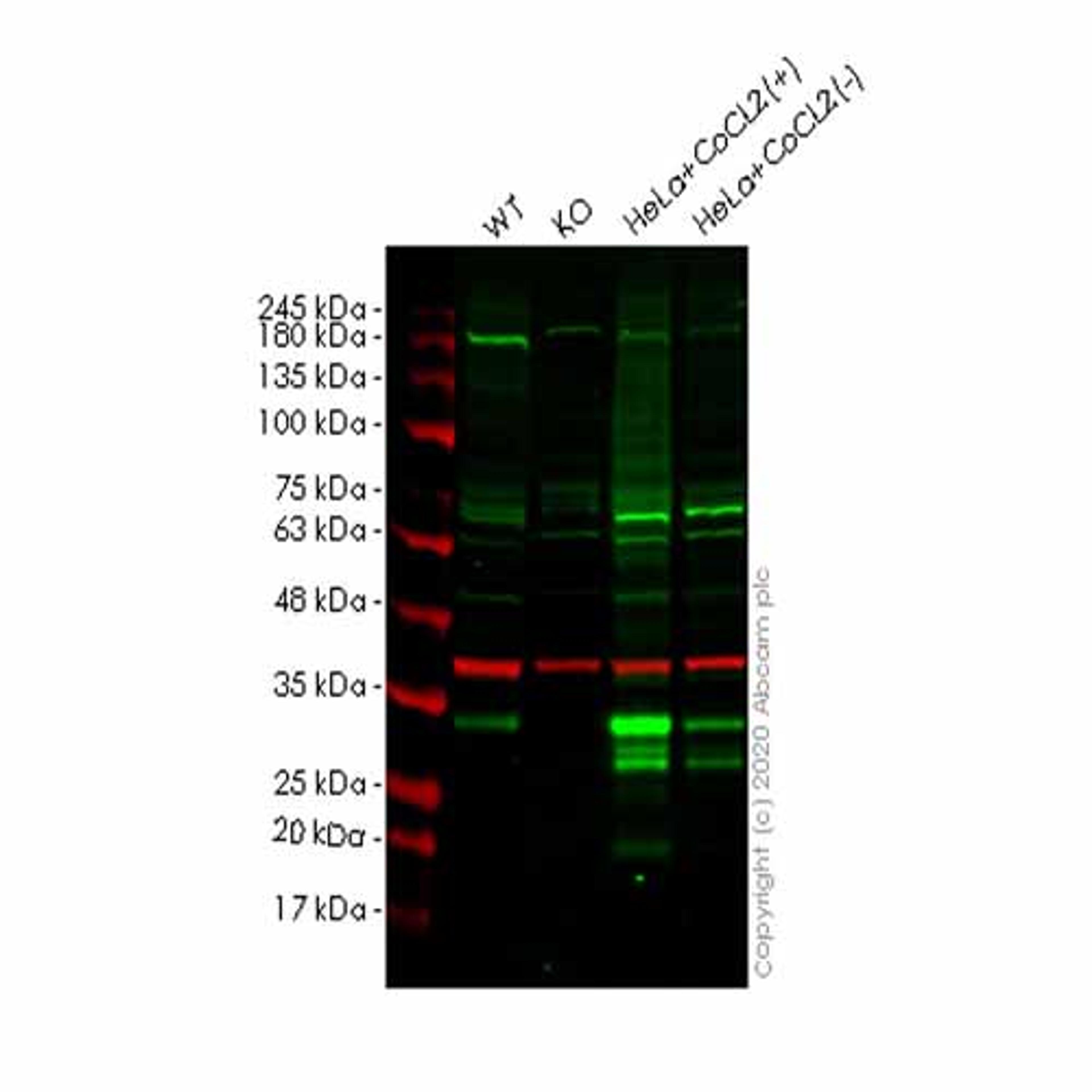 Human DDIT4 (REDD-1) knockout HeLa cell line - Abcam plc - Life Sciences