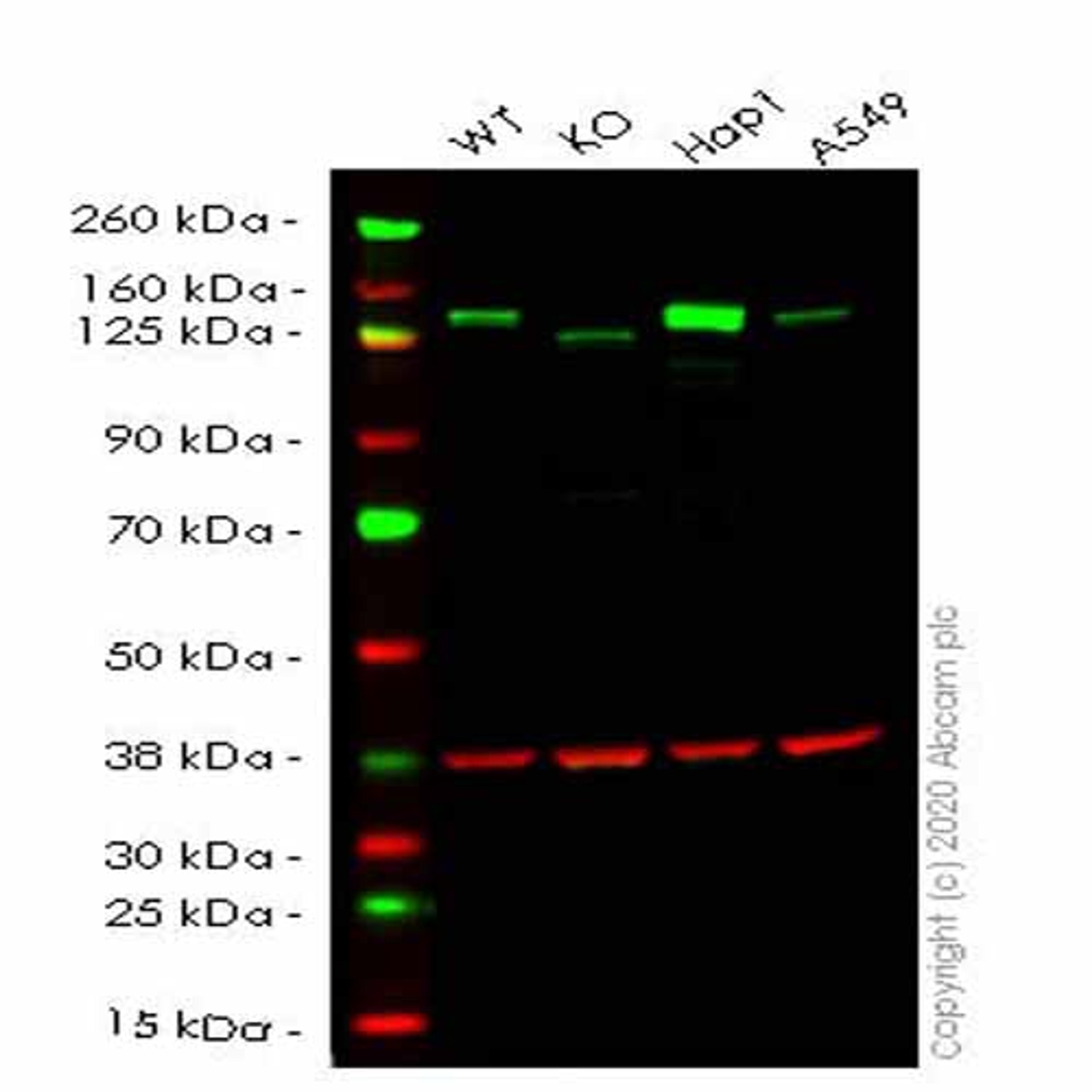 Human TRIM24 knockout HeLa cell line - Abcam plc - Life Sciences