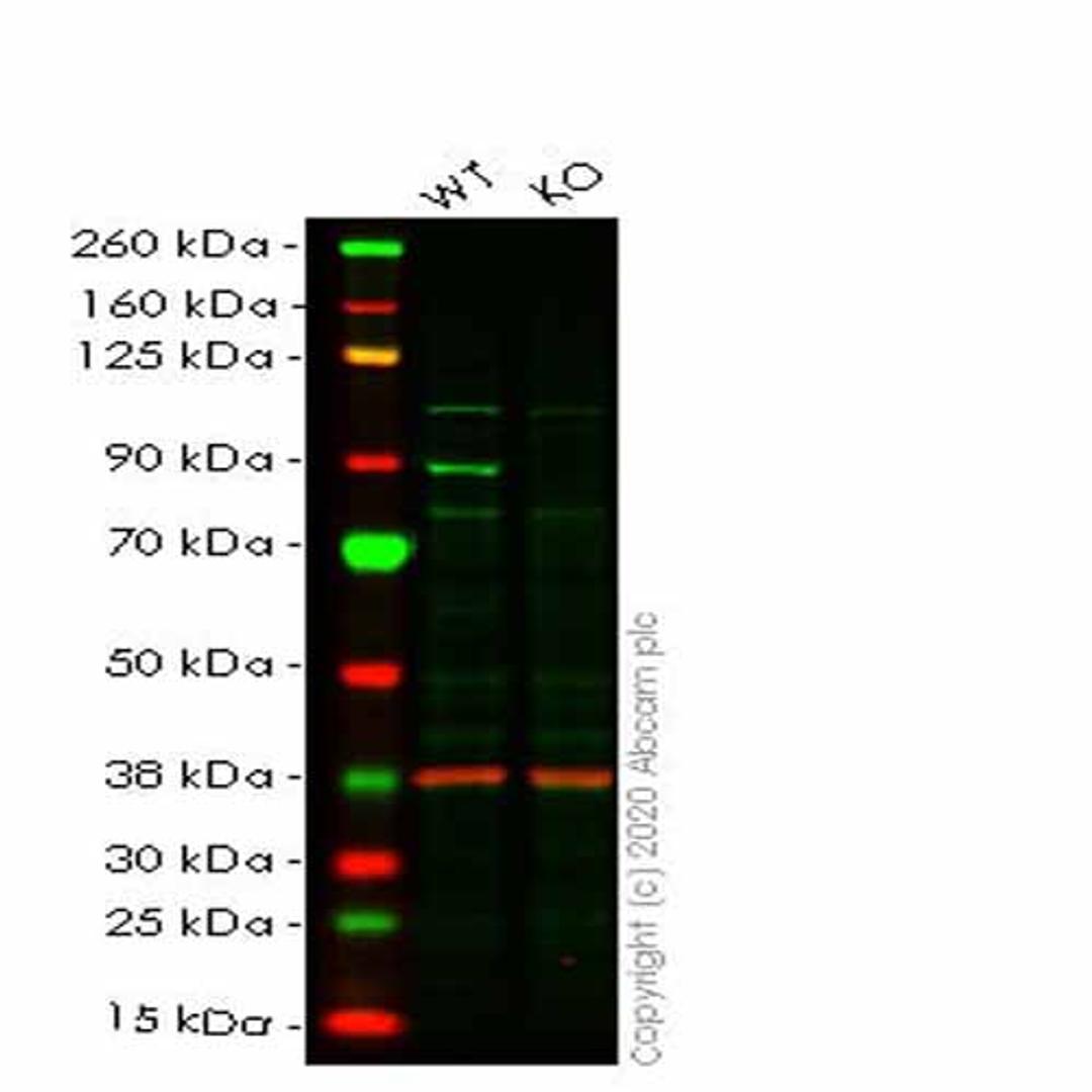 Human PIK3R2 (PI 3 Kinase p85 beta) knockout HEK293T cell line - Abcam plc - Life Sciences