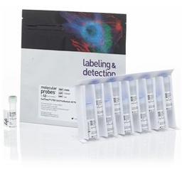 Invitrogen™ CellTrace™ CFSE Cell Proliferation Kit - Thermo Fisher Scientific - Life Sciences
