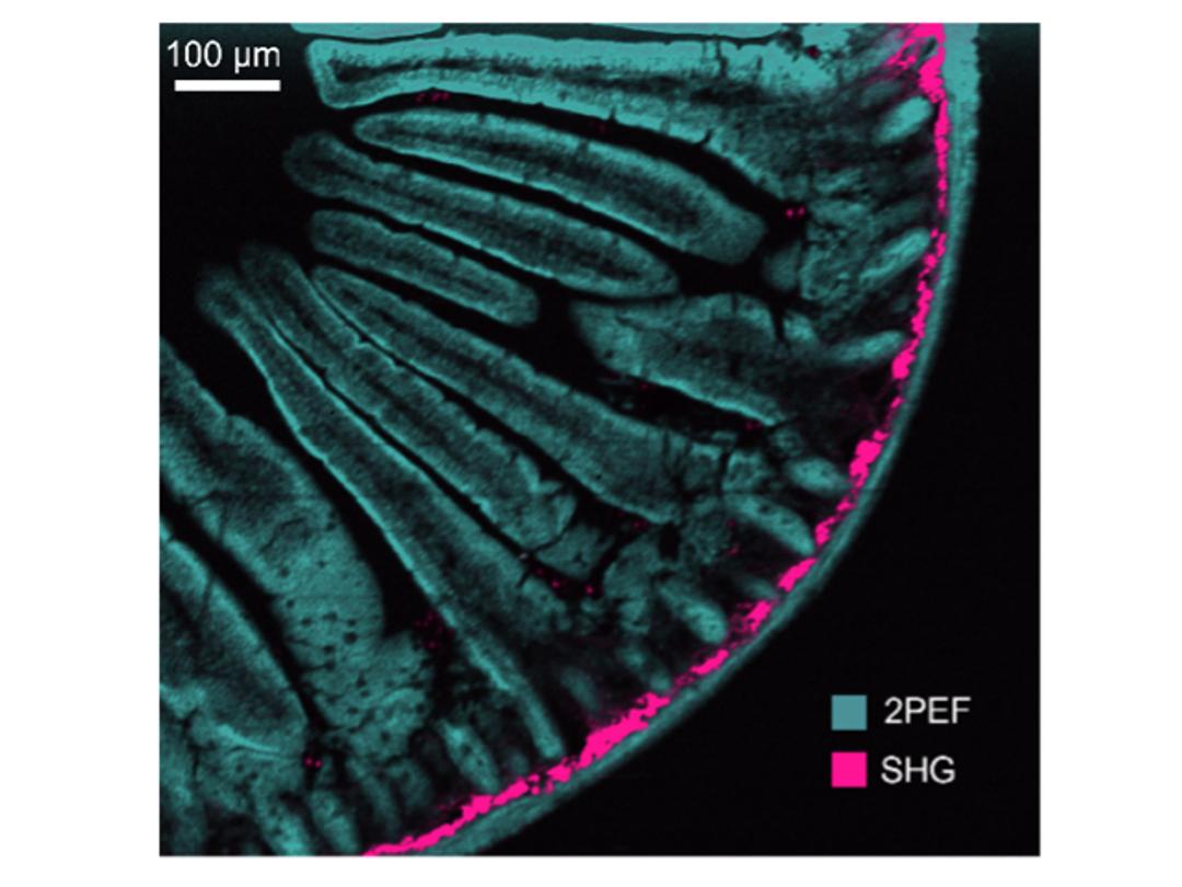 Multimodal Techniques   