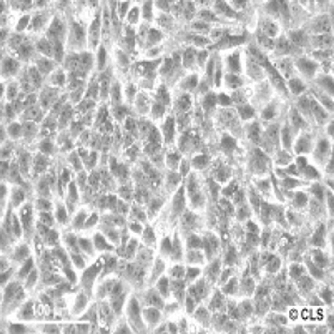 VERO - Cell Lines Service GmbH - Life Sciences