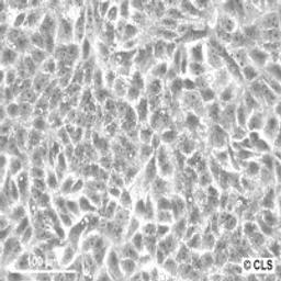 VERO - Cell Lines Service GmbH - Life Sciences