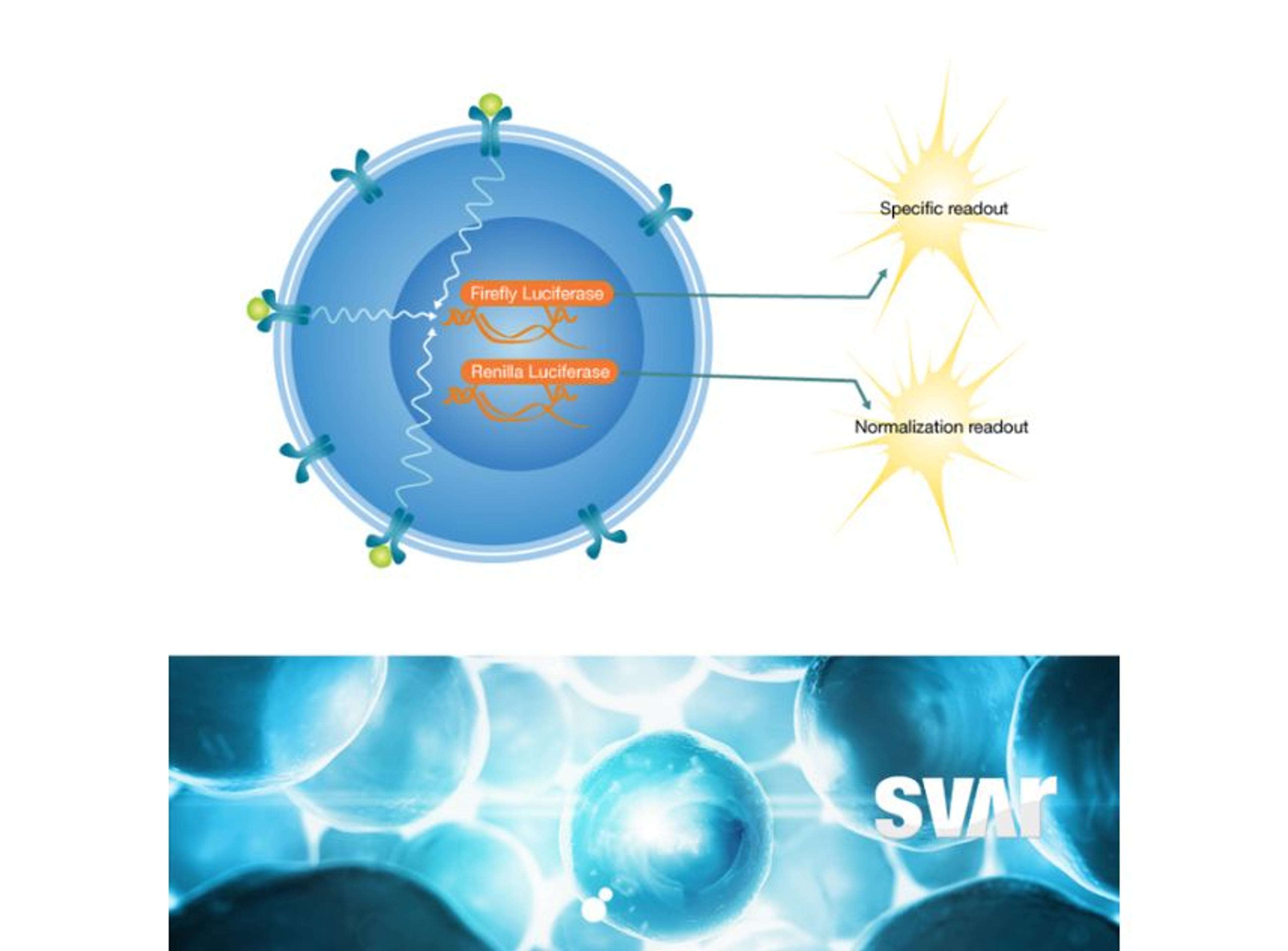 iLite® Functional Bioassays - Svar Life Science AB - Life Sciences