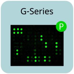Human Protein Serine/Threonine Phosphorylation Array G1 - RayBiotech Inc. - Life Sciences
