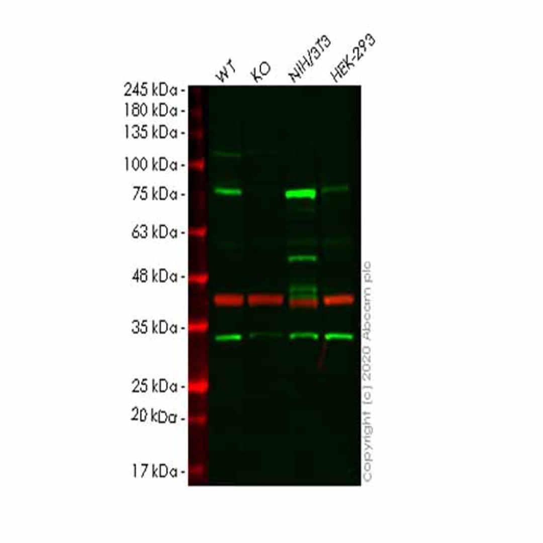 Human CALD1 (Caldesmon/CDM) knockout HeLa cell line - Abcam plc - Life Sciences