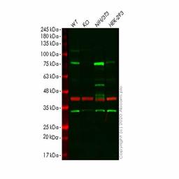 Human CALD1 (Caldesmon/CDM) knockout HeLa cell line - Abcam plc - Life Sciences