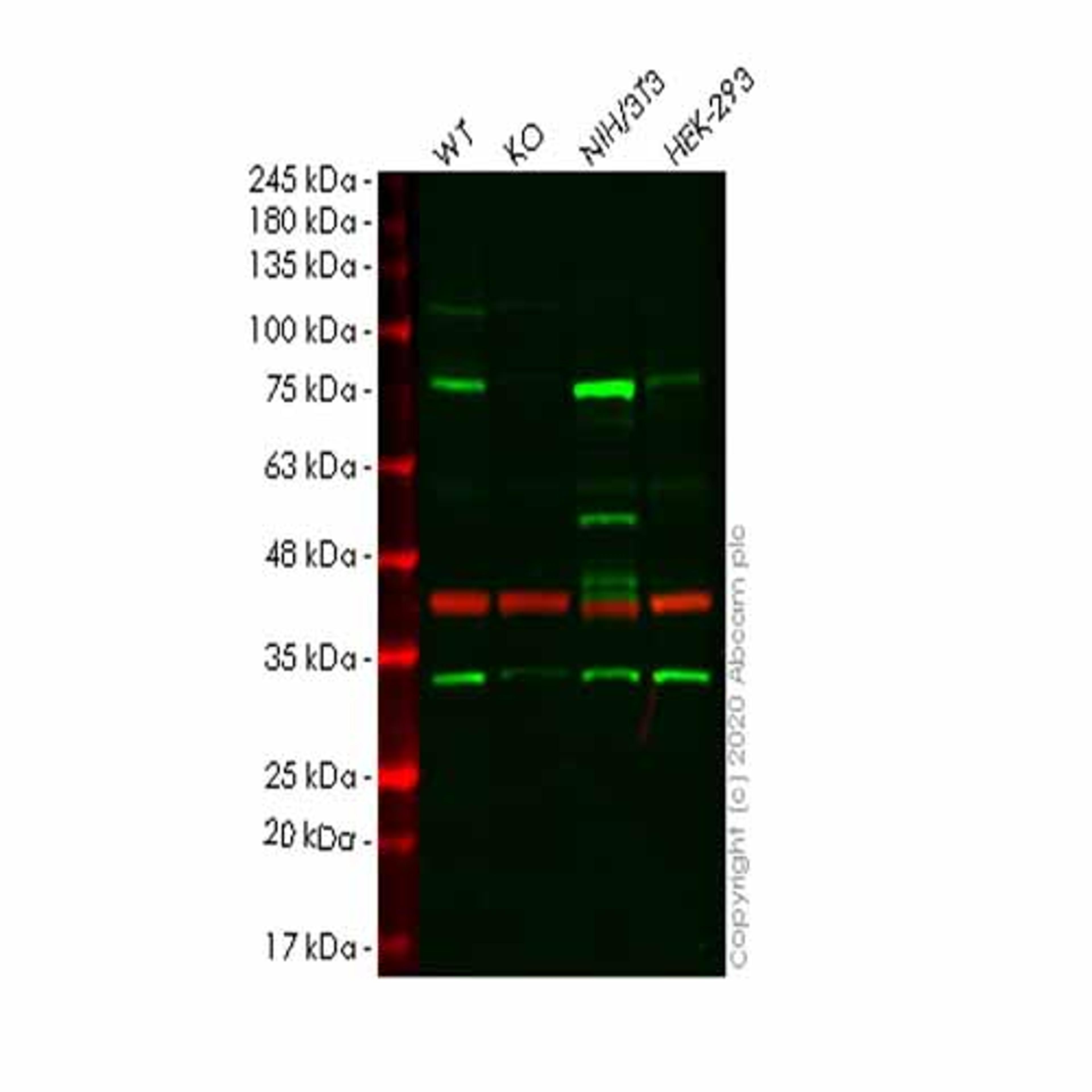 Human CALD1 (Caldesmon/CDM) knockout HeLa cell line - Abcam plc - Life Sciences