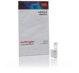 Invitrogen™ Alexa Fluor™ 555 Tyramide Reagent - Thermo Fisher Scientific - Life Sciences