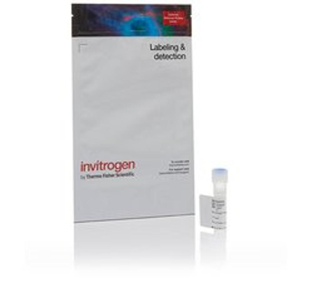 Invitrogen™ Alexa Fluor™ 555 Tyramide Reagent - Thermo Fisher Scientific - Life Sciences