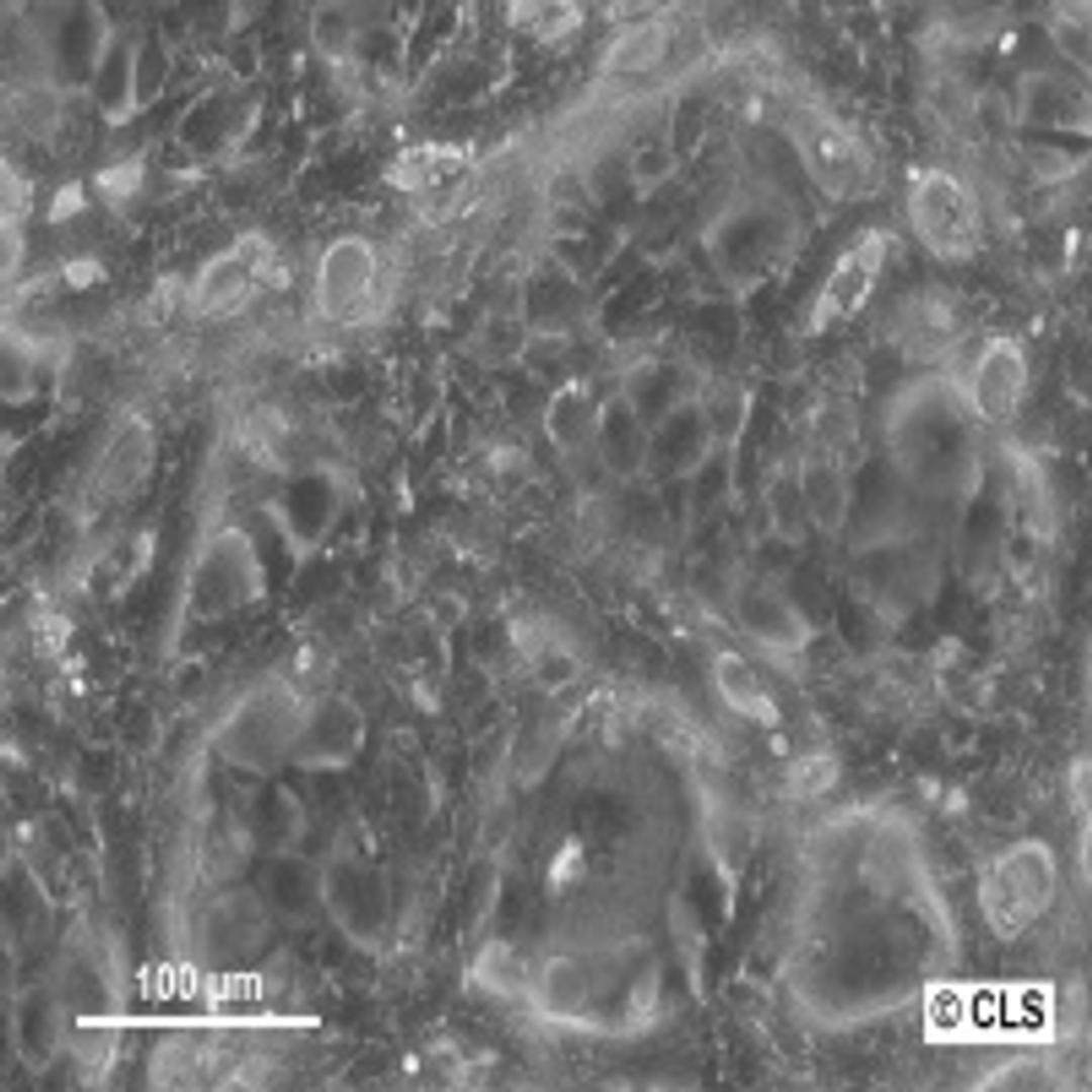 Hep-53.4 - Cell Lines Service GmbH - Life Sciences
