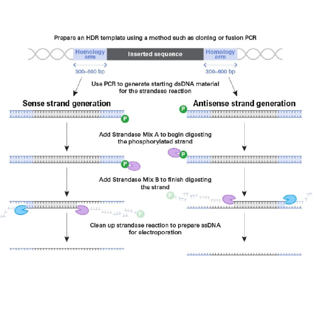 Guide-it™ Long ssDNA Production System - Takara Bio