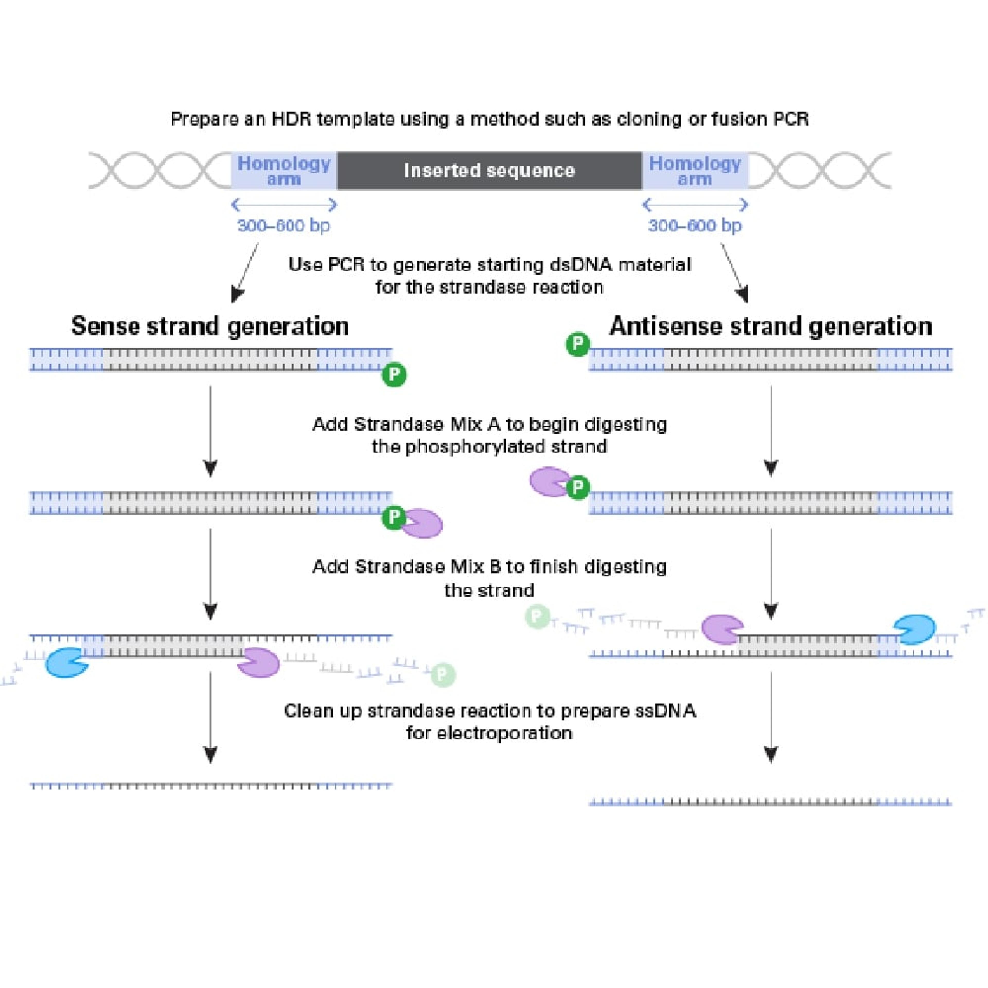 Guide-it™ Long ssDNA Production System - Takara Bio