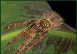 Venom Discovery Array (VDA) - Venomtech Limited - Drug discovery > Target Discovery