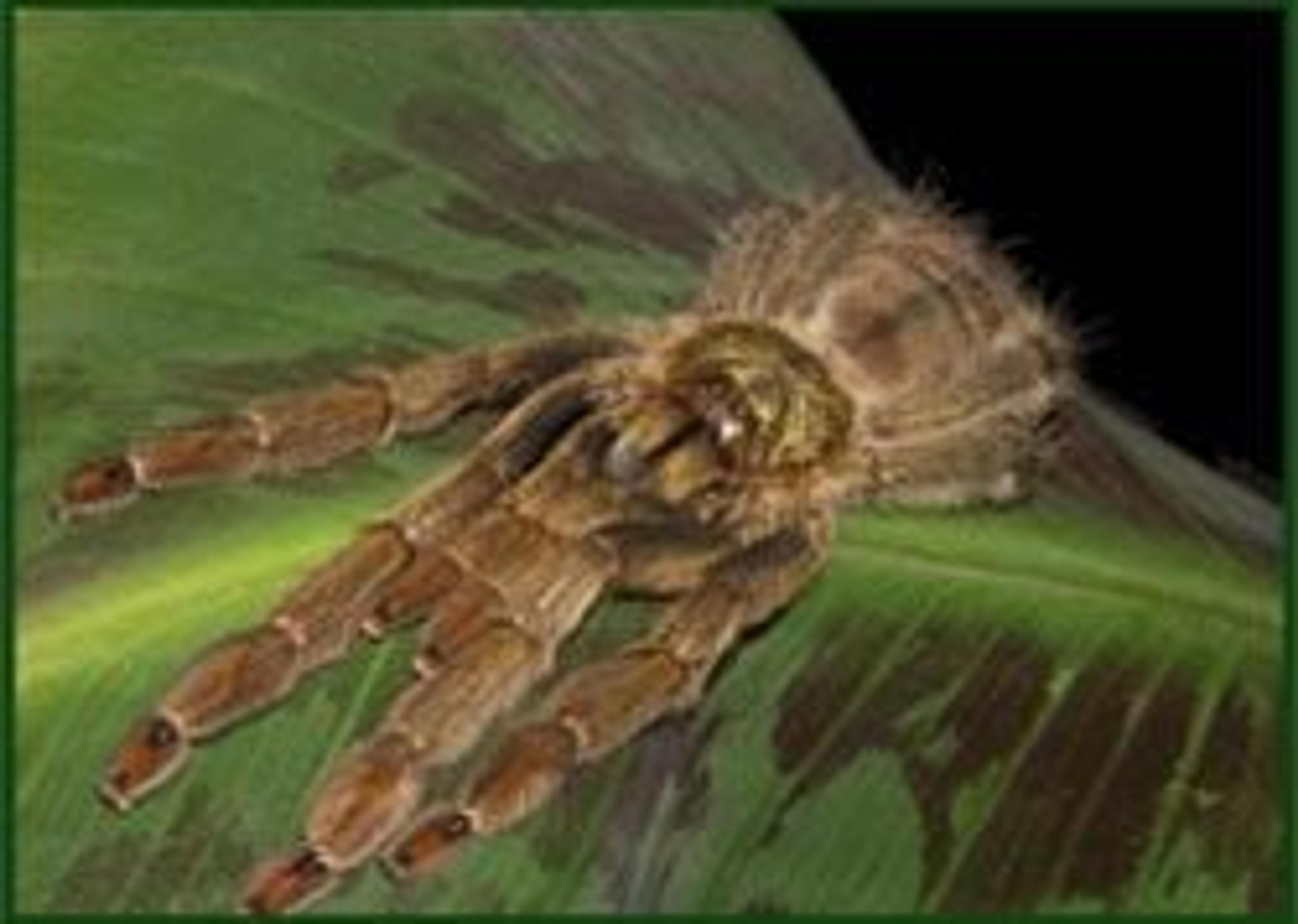 Venom Discovery Array (VDA) - Venomtech Limited - Drug discovery > Target Discovery