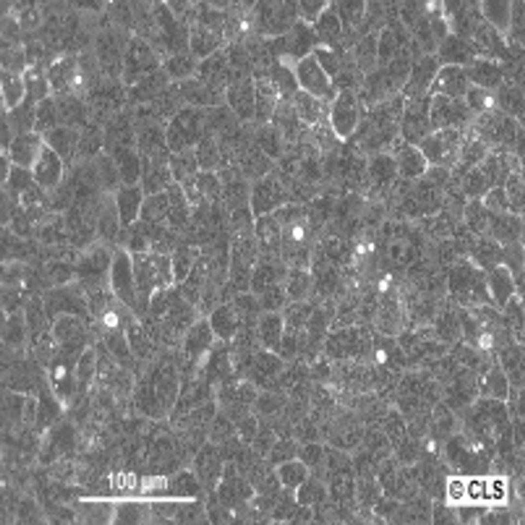 A431 - Cell Lines Service GmbH - Life Sciences