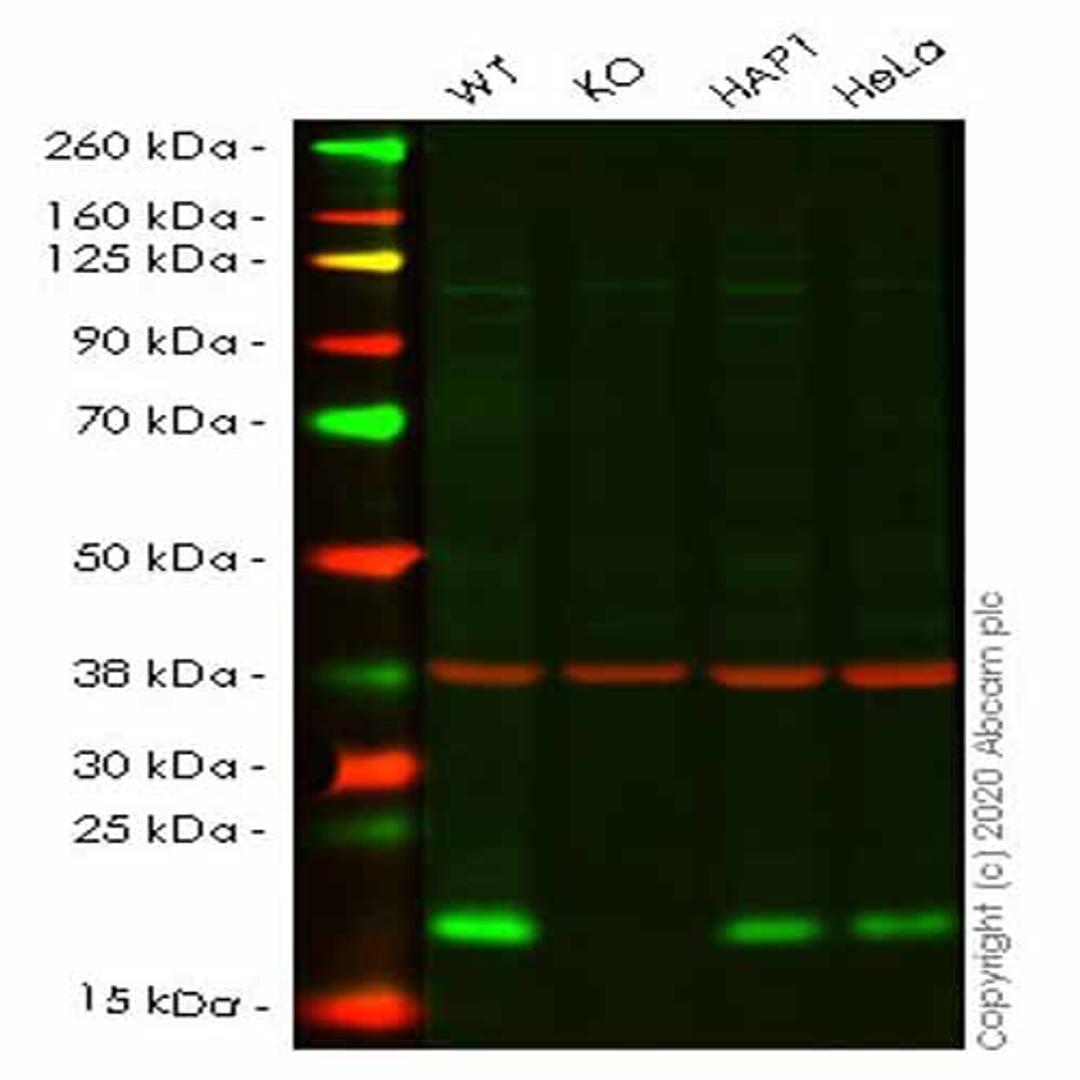 Human NUDT1 (MTH1) knockout HEK293T cell line - Abcam plc - Life Sciences