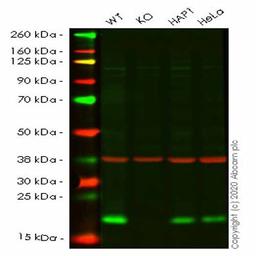 Human NUDT1 (MTH1) knockout HEK293T cell line - Abcam plc - Life Sciences