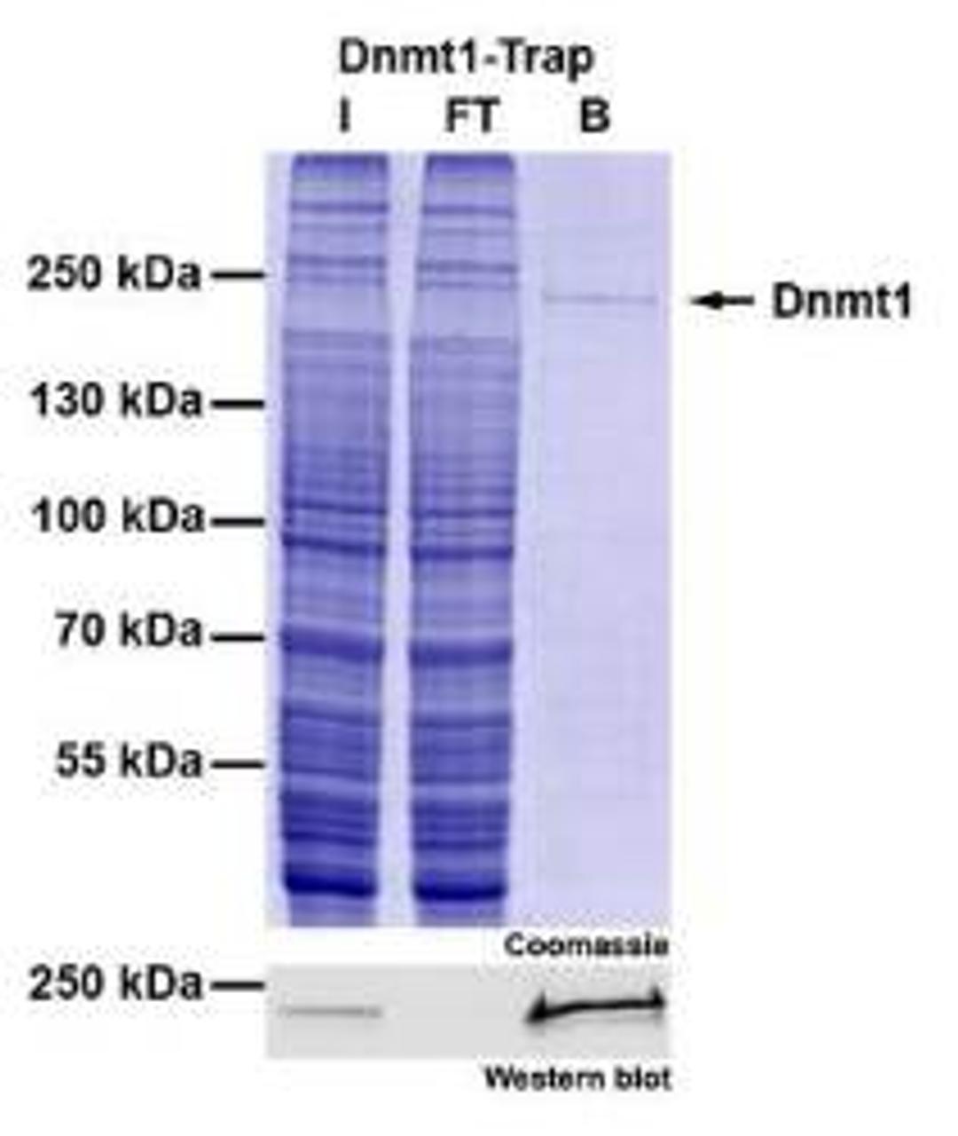 Epigenetic Toolbox - Chromotek GmbH - Life Sciences