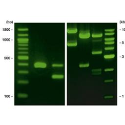 ROTI®GelStain, 1 ml, 1 x 1 ml - Carl Roth GmbH & Co. - Life Sciences