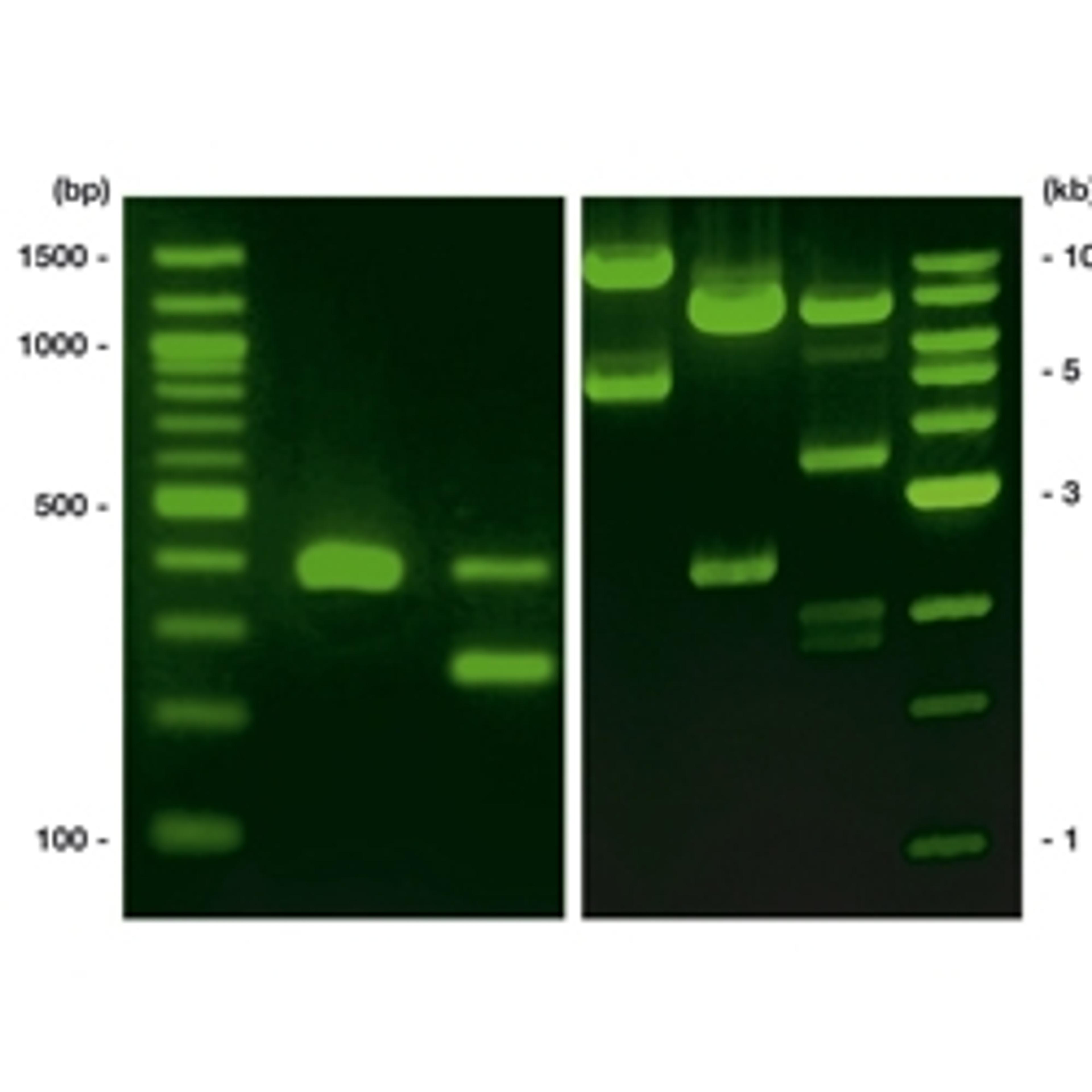 ROTI®GelStain, 1 ml, 1 x 1 ml - Carl Roth GmbH & Co. - Life Sciences