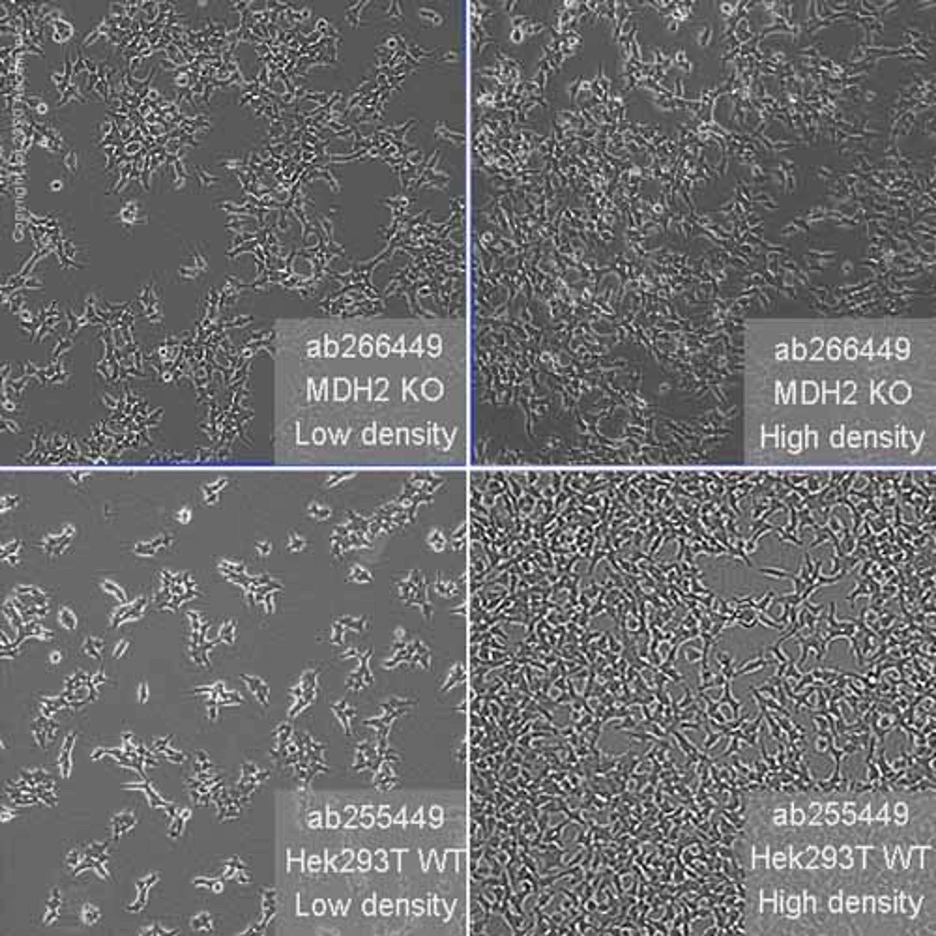Human MDH2 knockout HEK293T cell line - Abcam plc - Life Sciences