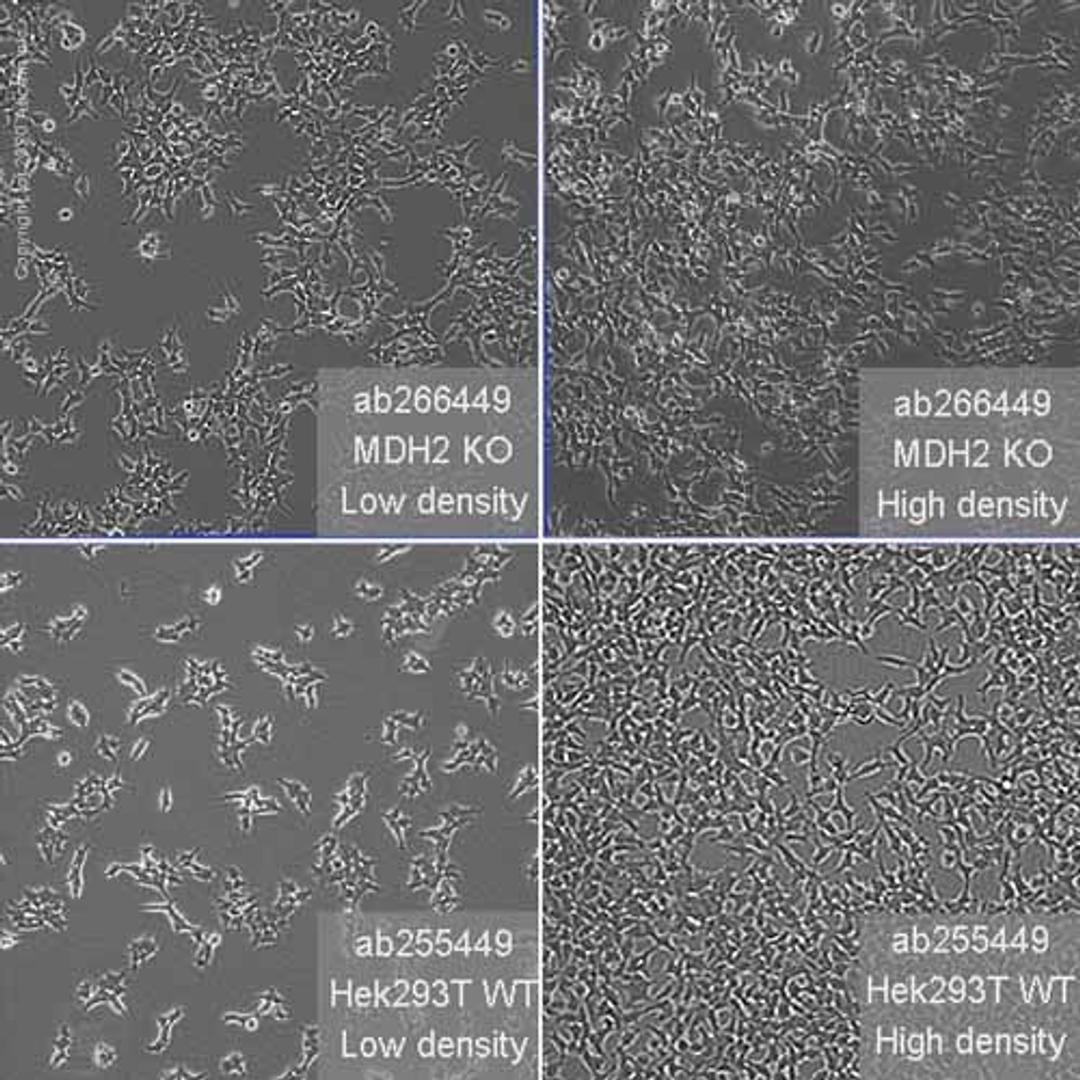 Human MDH2 knockout HEK293T cell line - Abcam plc - Life Sciences