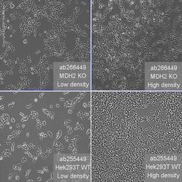 Human MDH2 knockout HEK293T cell line - Abcam plc - Life Sciences