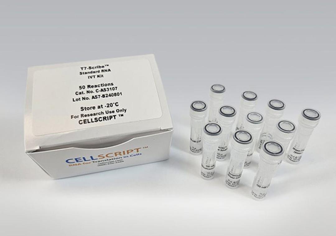 T7-Scribe™ Standard RNA IVT Kit - CELLSCRIPT™ - Life Sciences
