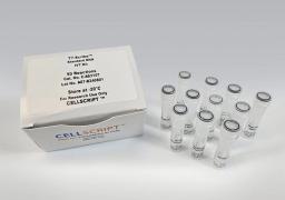 T7-Scribe™ Standard RNA IVT Kit - CELLSCRIPT™ - Life Sciences